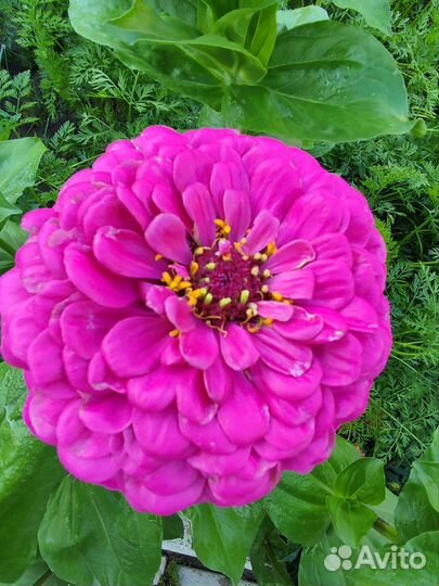 Семена цинии