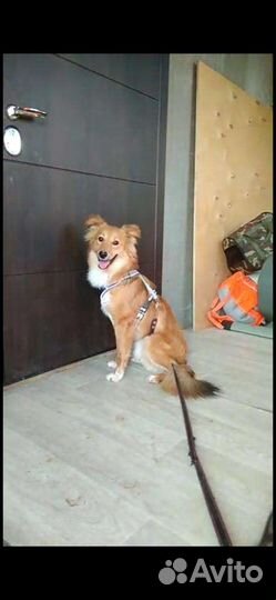 Собака похожая на лисичку в дар 9 мес