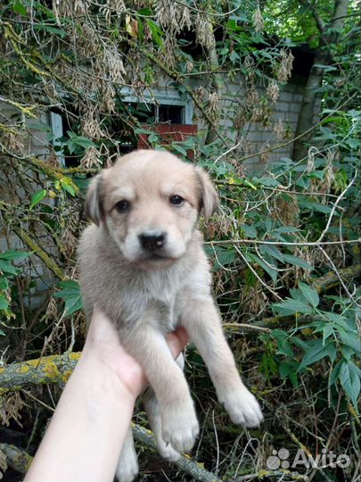 Щенки в добрые руки