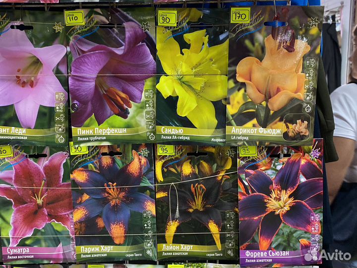 Лилии луковицы