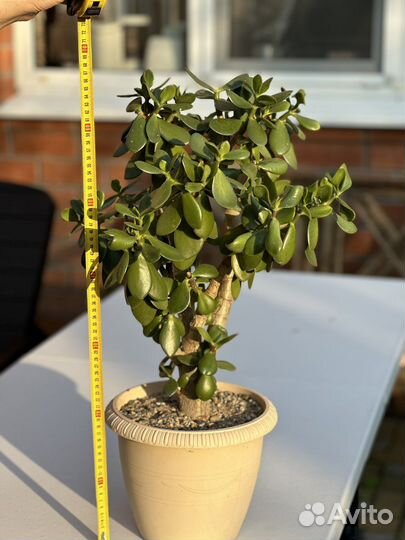 Денежное дерево толстянка крассула