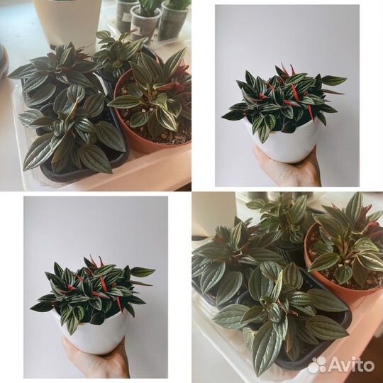 Пеперомия россо