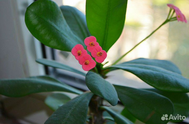 Молочай Миля