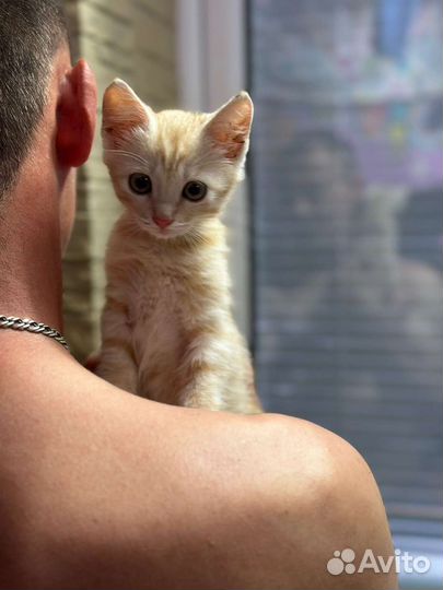 Рыжий котенок в добрые руки