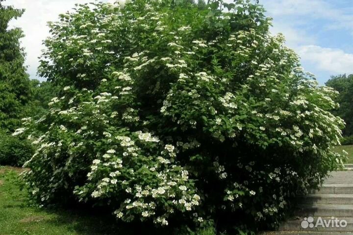 Калина гордовина