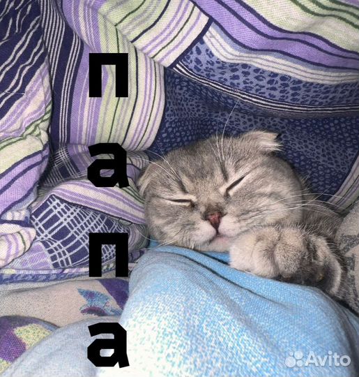 Шотландская