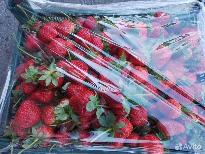 Клубника ягоды ящик 5кг доставка бесплатно