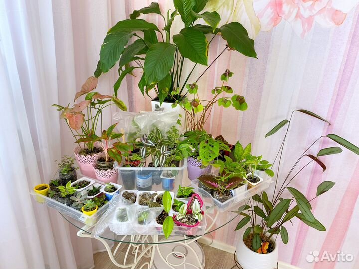 Комнатные растения