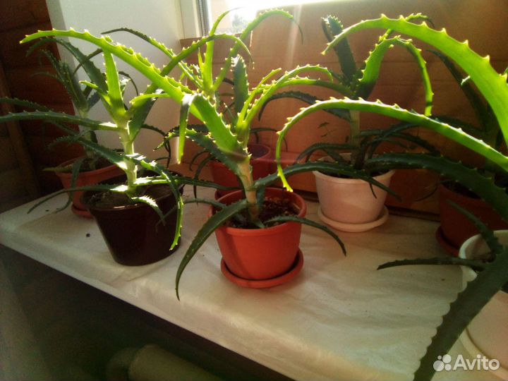 Алоэ с горшком