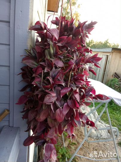 Традесканция