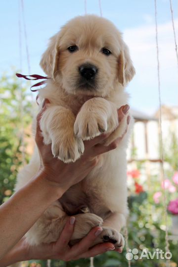 Щенки золотистого ретривера