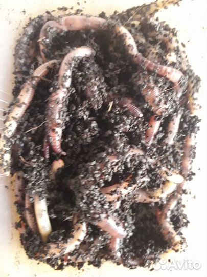 Червь Дендробена