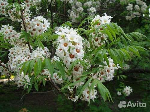 Чекалкин орех