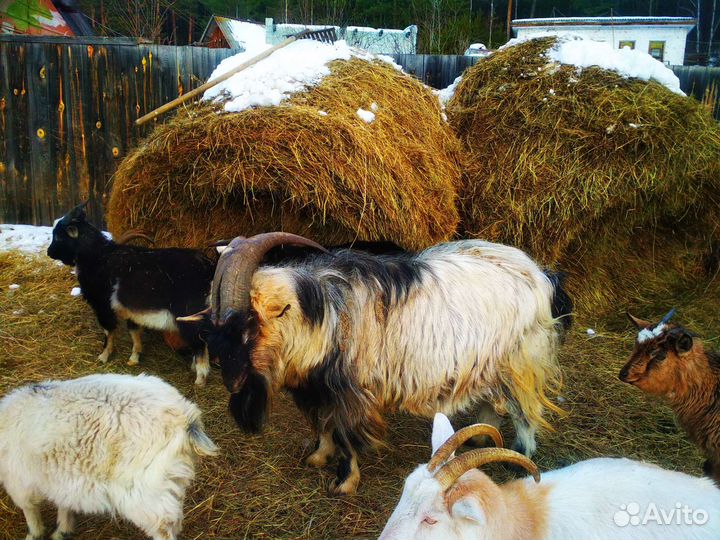 Молодые козлята