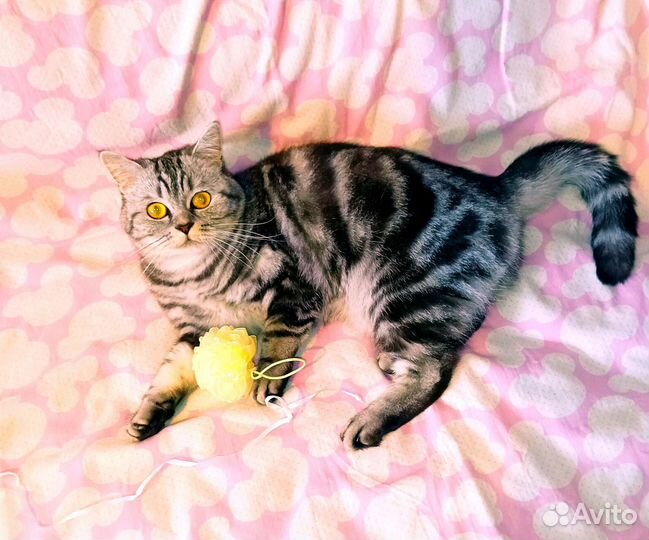 Шотландская кошечка