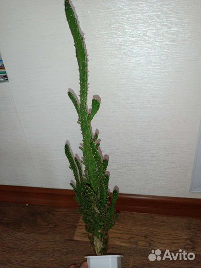 Кактус