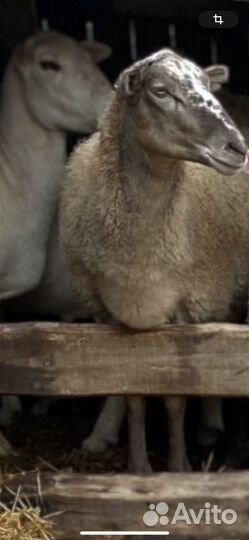 Дорпер и Катум овцы, Гулаби и Камори козы