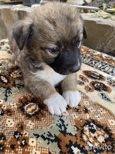 Собака в добрые руки щенок