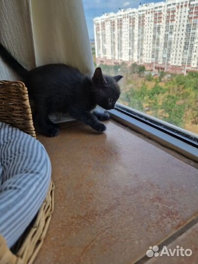 Котенок в добрые руки