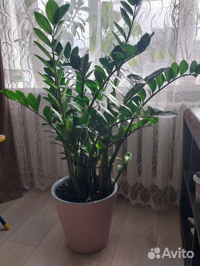 Замиокулькас. Денежное дерево