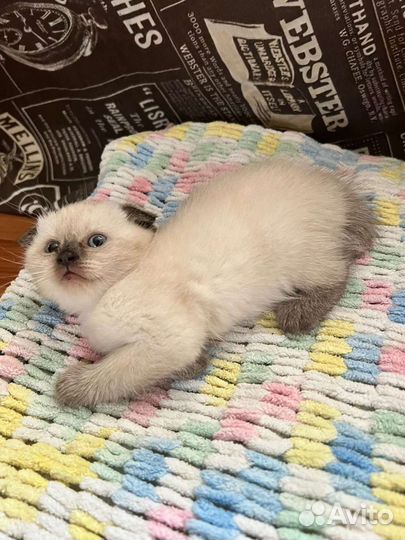 Шотландские котята