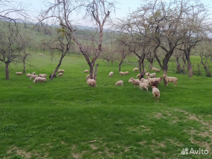 Овцы бараны