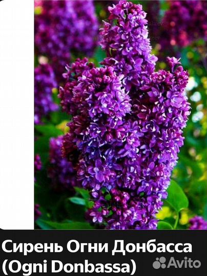 Сирень Огни Донбасса