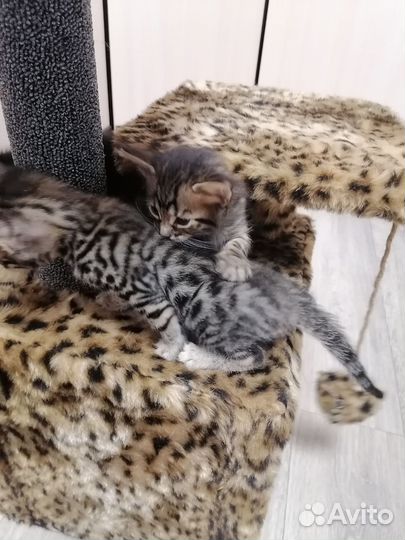 Бенгальские котята