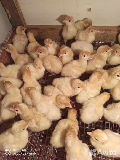 Индюшата биг 6