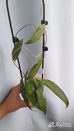 Хойи каудата, холиана и др