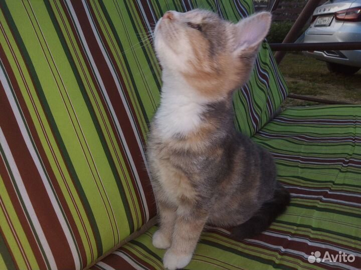 Кошечка