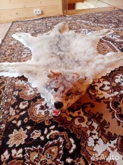 Чучело волка ковёр