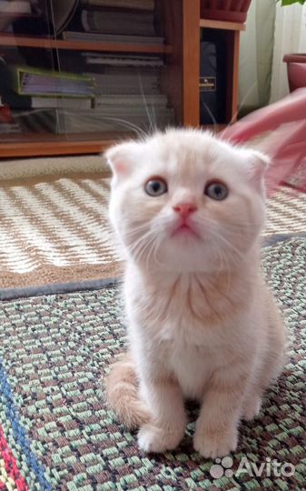 Шотландская