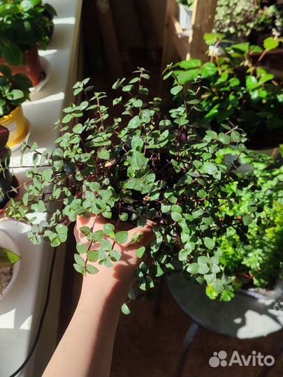 Традесканция, Пеперомия, Каллизия, Фиалка