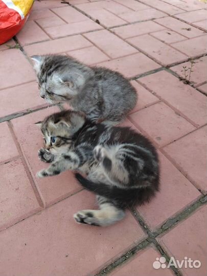 Отдам бесплатно