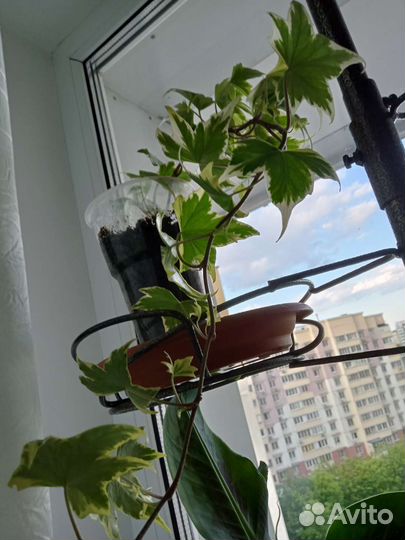 Плющ комнатный