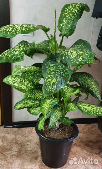 Диффенбахия, комнатные цветы. Растение