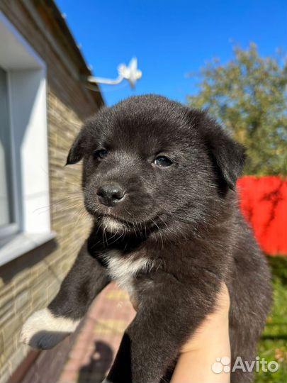 Щенки ищут дом