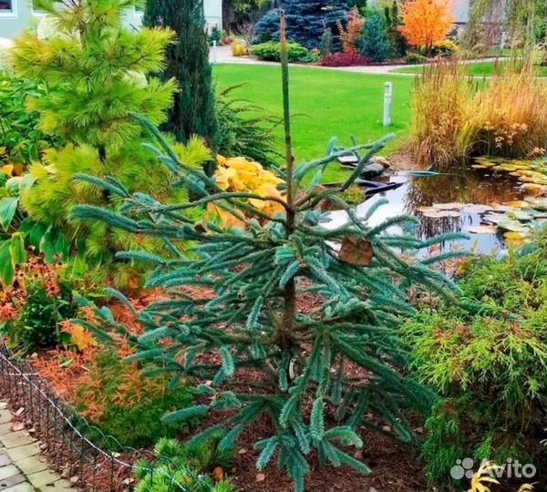 Ель Энгельмана Снейк Виргата