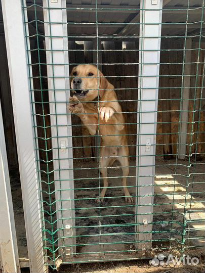 Собака в добрые руки