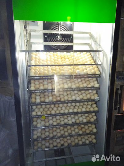 Цыплята бройлера