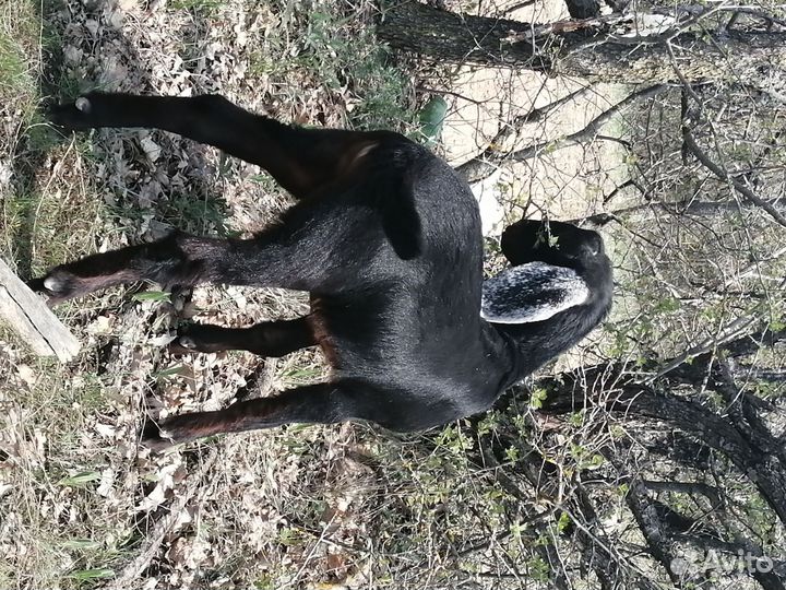 Нубийский козел