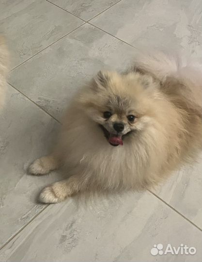 Шпиц померанский