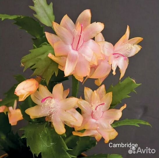 Шлюмбергеры сортовые коллекционные