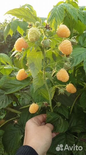 Саженцы желтой ремонтантной малины