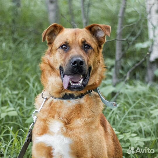 Рыжик в добрые руки