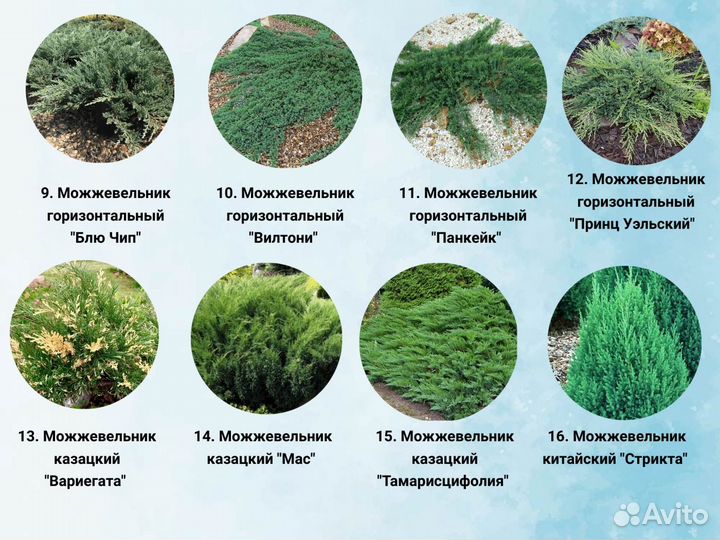 Хвойные саженцы туя, можжeвельник, кипapиcовник