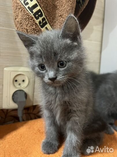 Котята 1,5 месяца