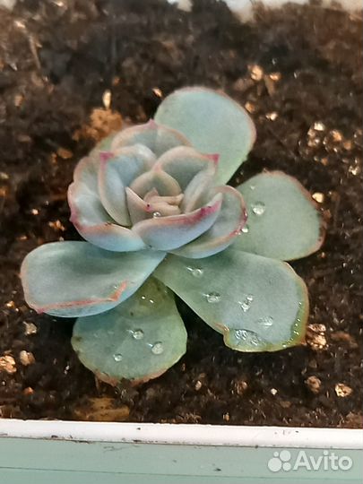 Суккуленты в горшочках