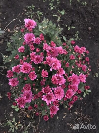 Хризантемы мультифлора